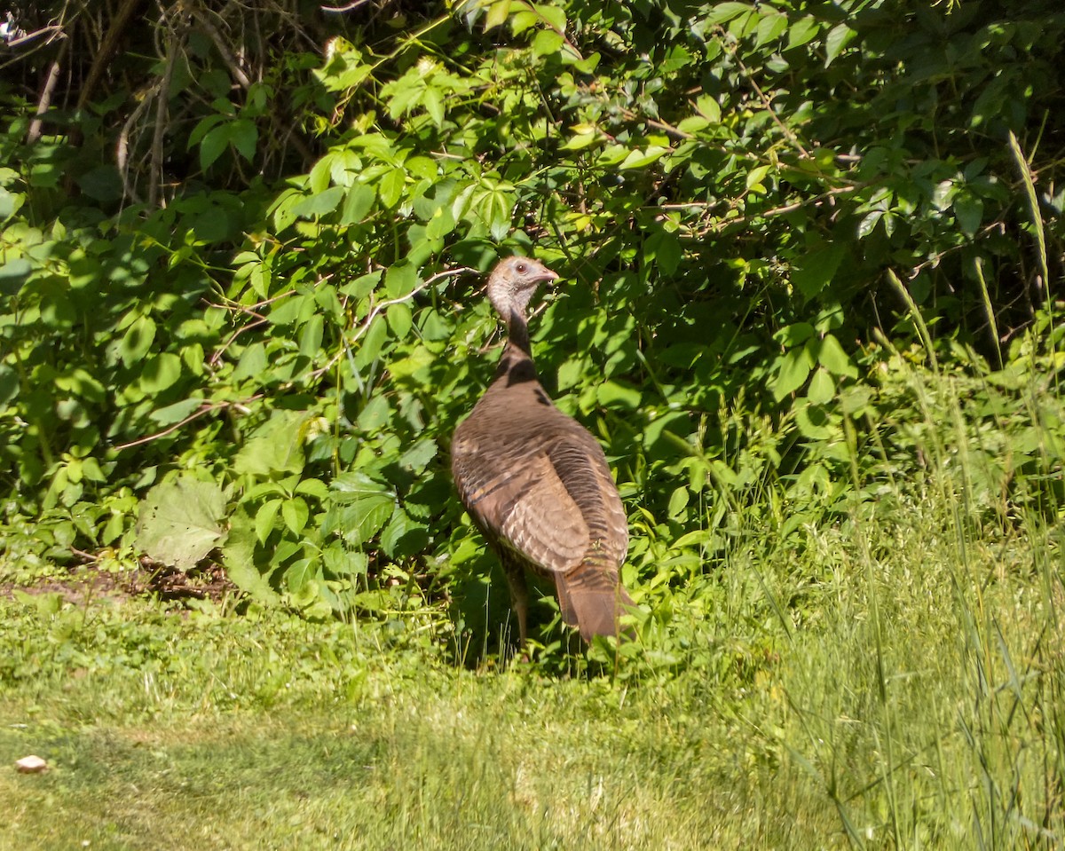 Wild Turkey - ML620174000