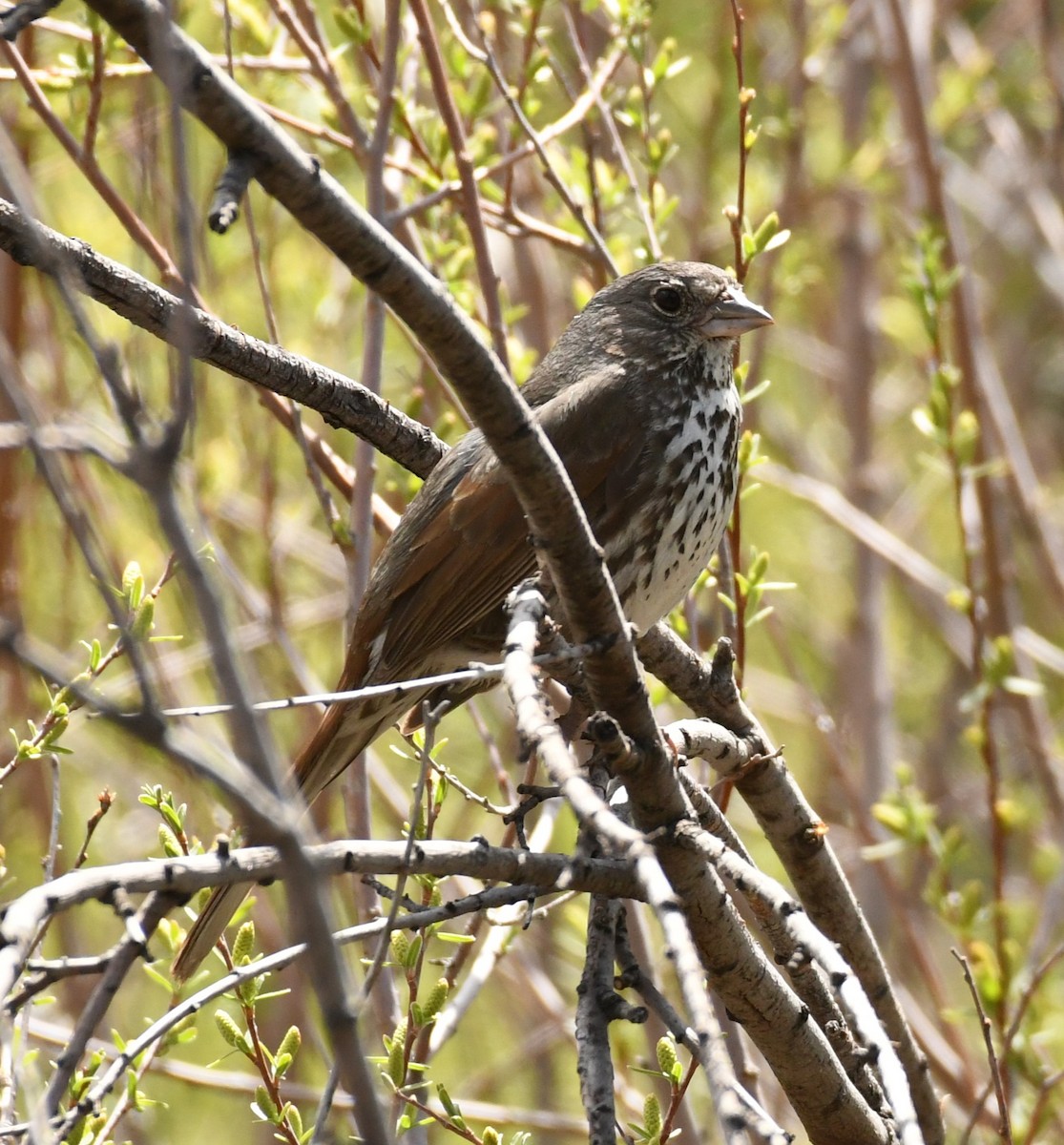 Fox Sparrow (Slate-colored) - ML620174007