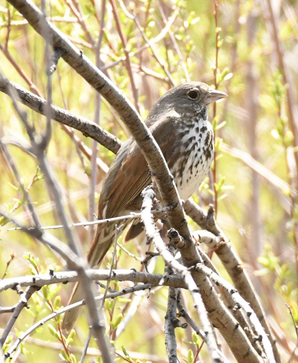 Fox Sparrow (Slate-colored) - ML620174009