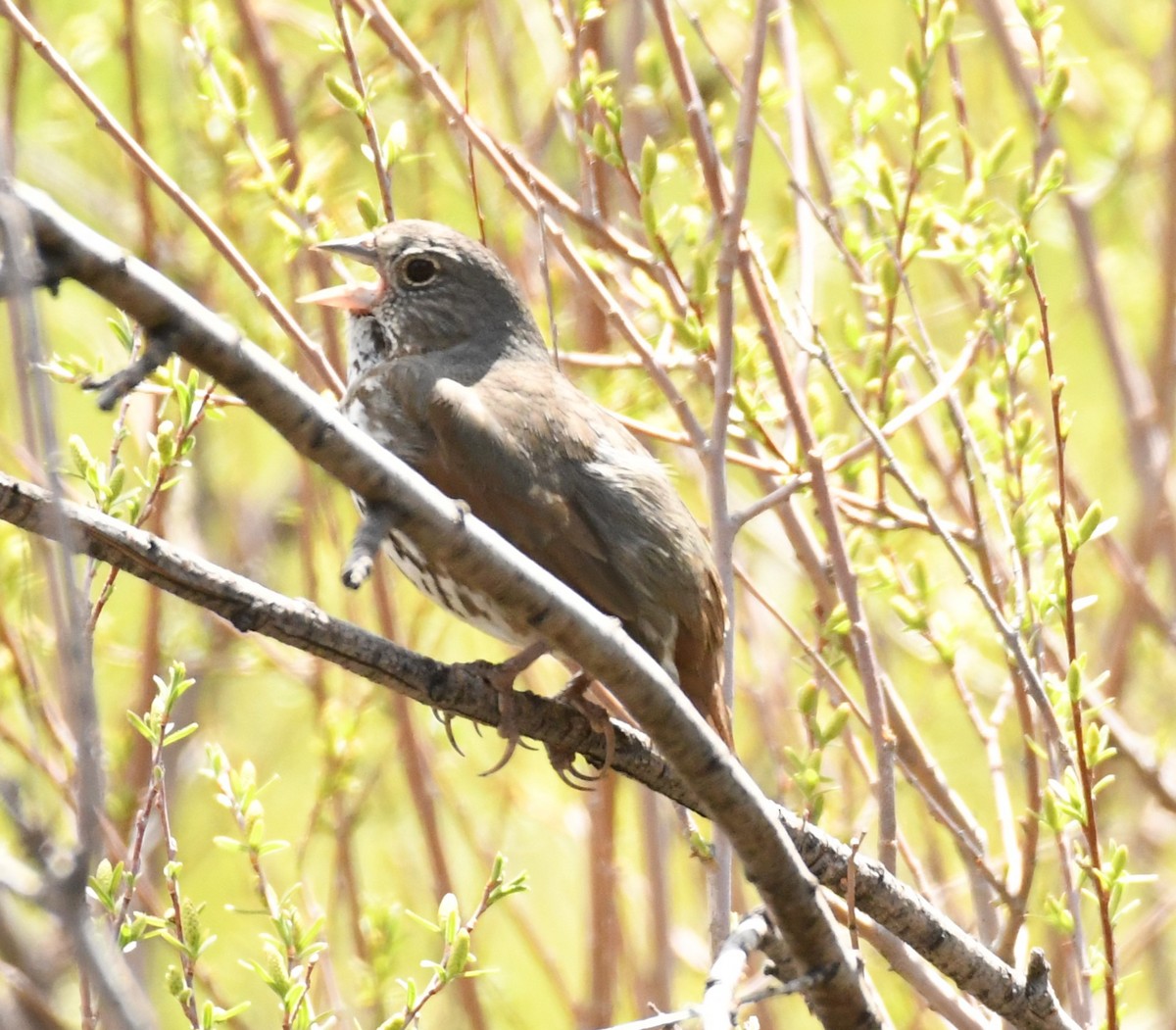 Fox Sparrow (Slate-colored) - Joe Girgente