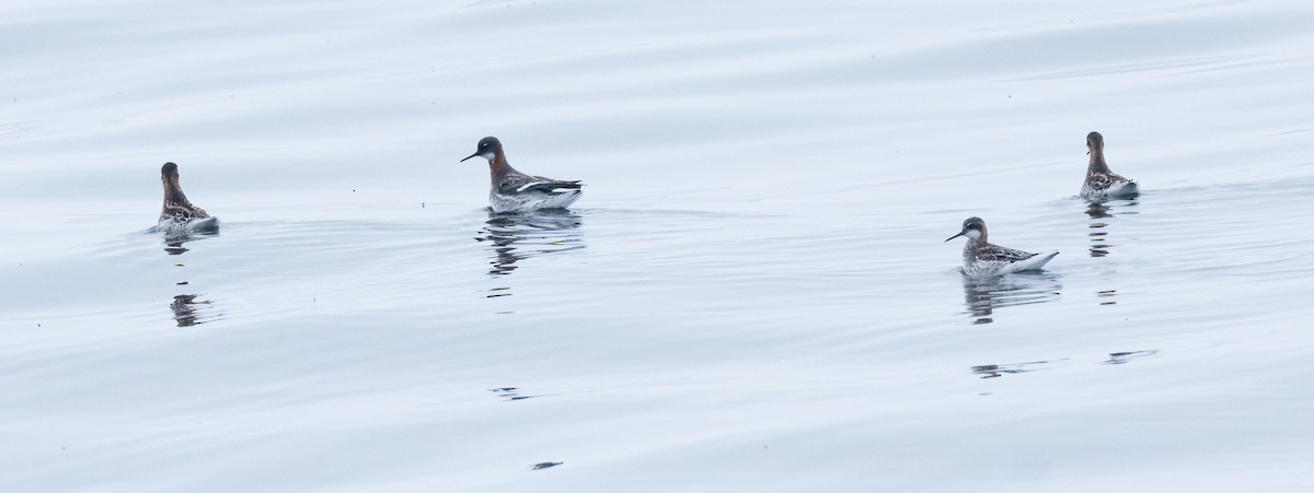 Red-necked Phalarope - ML620174012