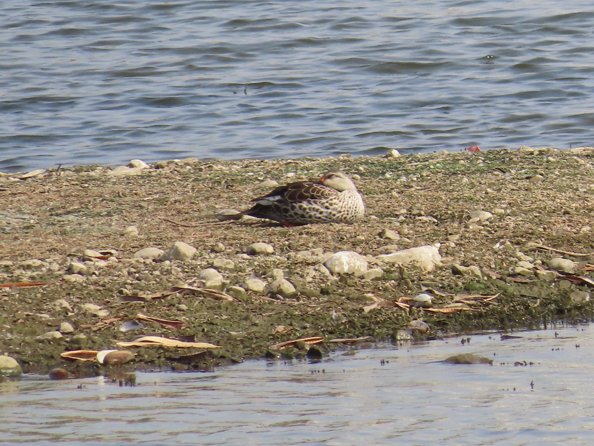 Indian Spot-billed Duck - ML620174013