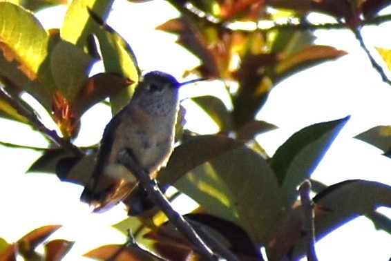 Colibrí Calíope - ML620174030