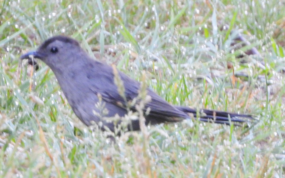 Gray Catbird - ML620174032