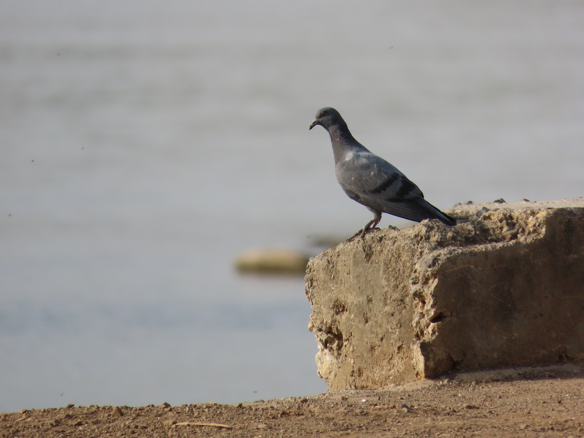 Rock Pigeon (Feral Pigeon) - ML620174035