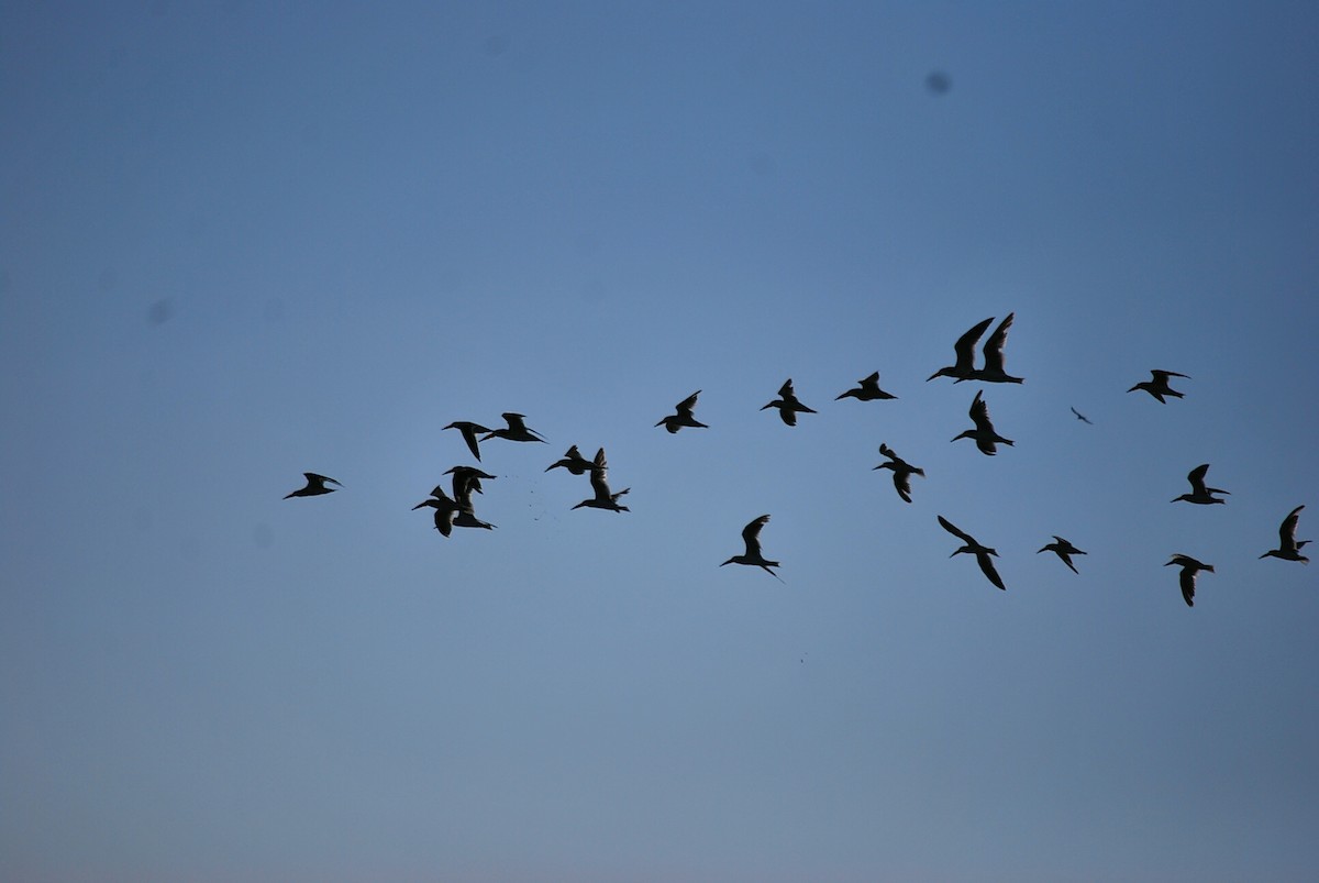 Black Skimmer - ML620174045