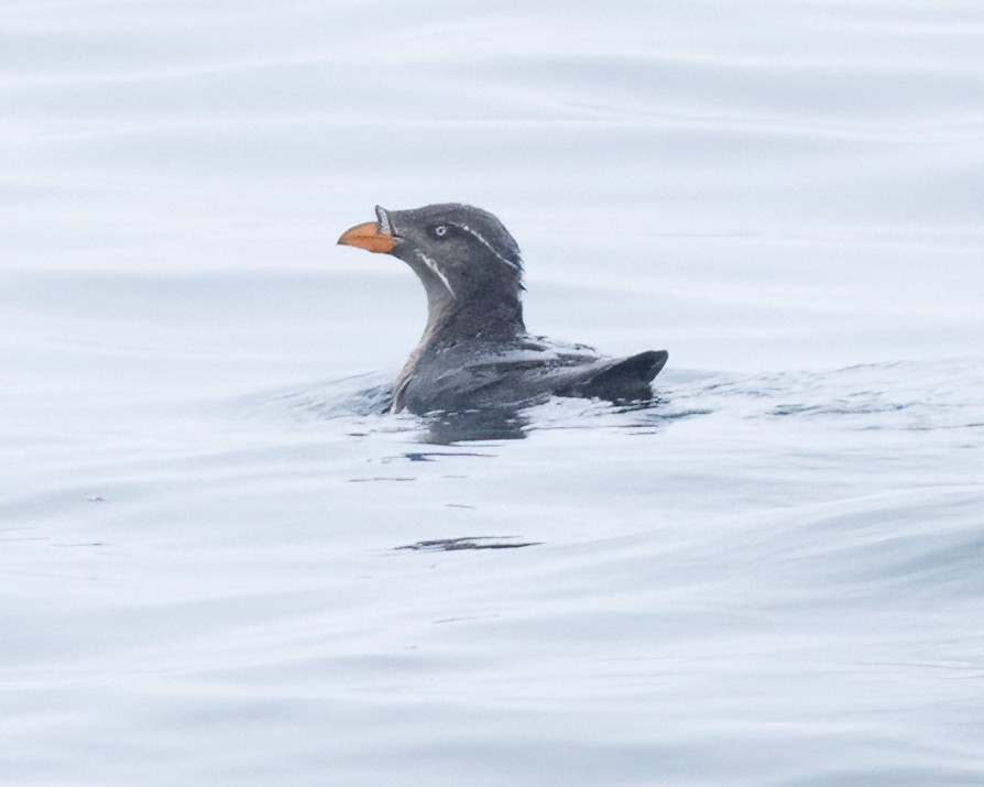 Rhinoceros Auklet - ML620174055