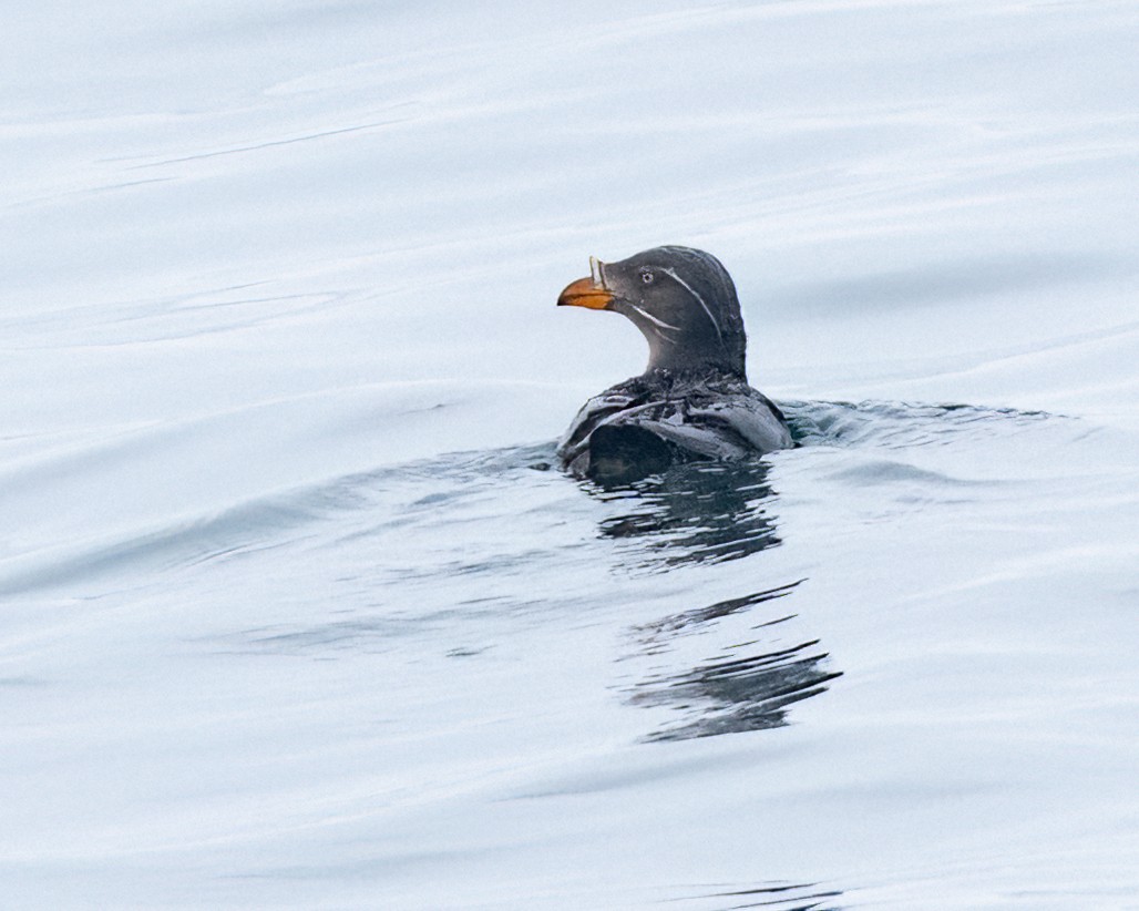 Rhinoceros Auklet - ML620174056