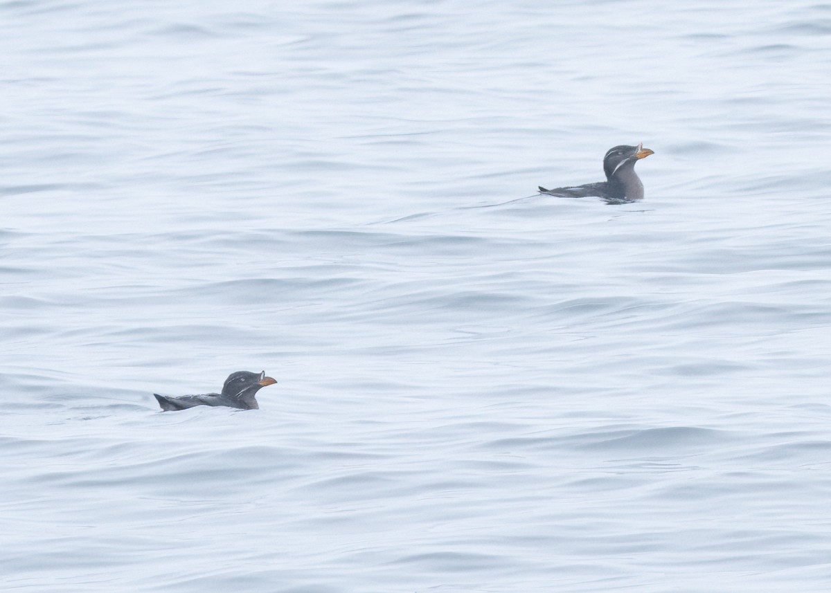 Rhinoceros Auklet - ML620174057