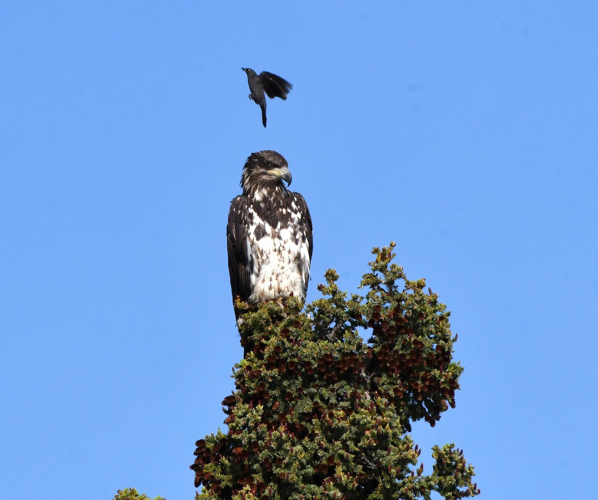 Bald Eagle - ML620174062