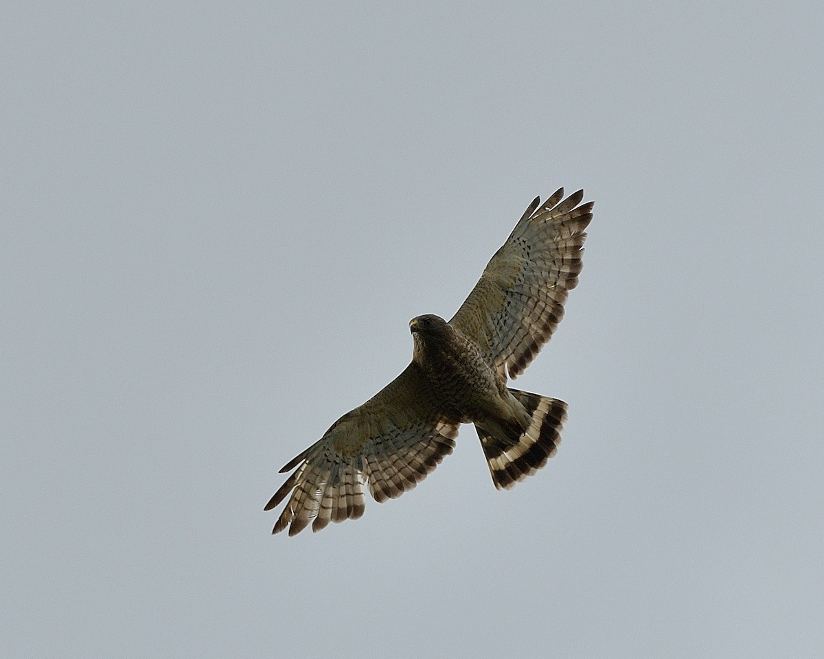 Broad-winged Hawk - ML620174074