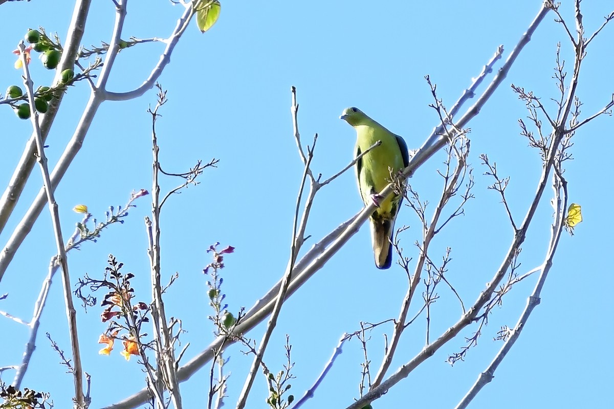 Pink-necked Green-Pigeon - ML620174078