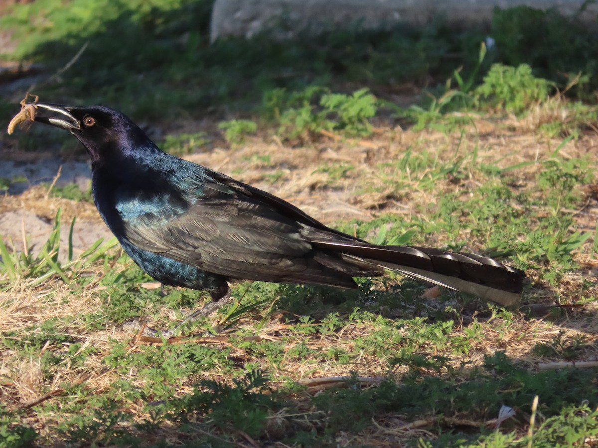 Boat-tailed Grackle - ML620174087