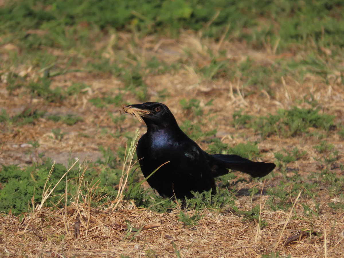 Boat-tailed Grackle - ML620174088