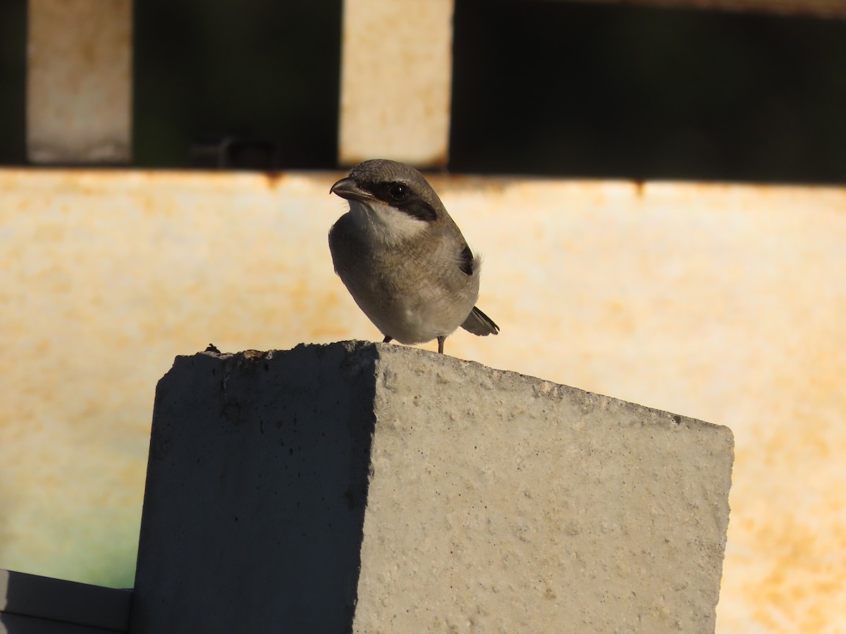 Loggerhead Shrike - ML620174091