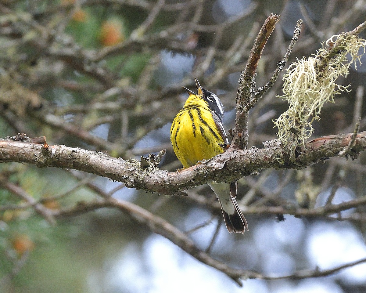 Magnolia Warbler - ML620174092