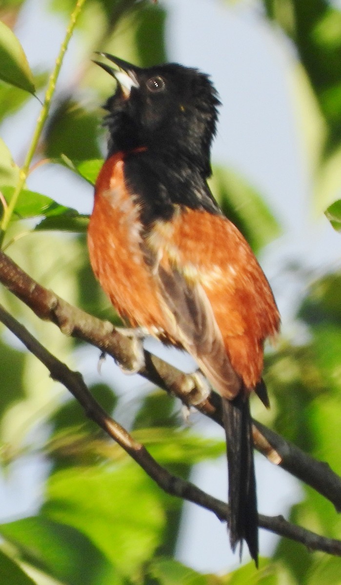 Orchard Oriole - ML620174093