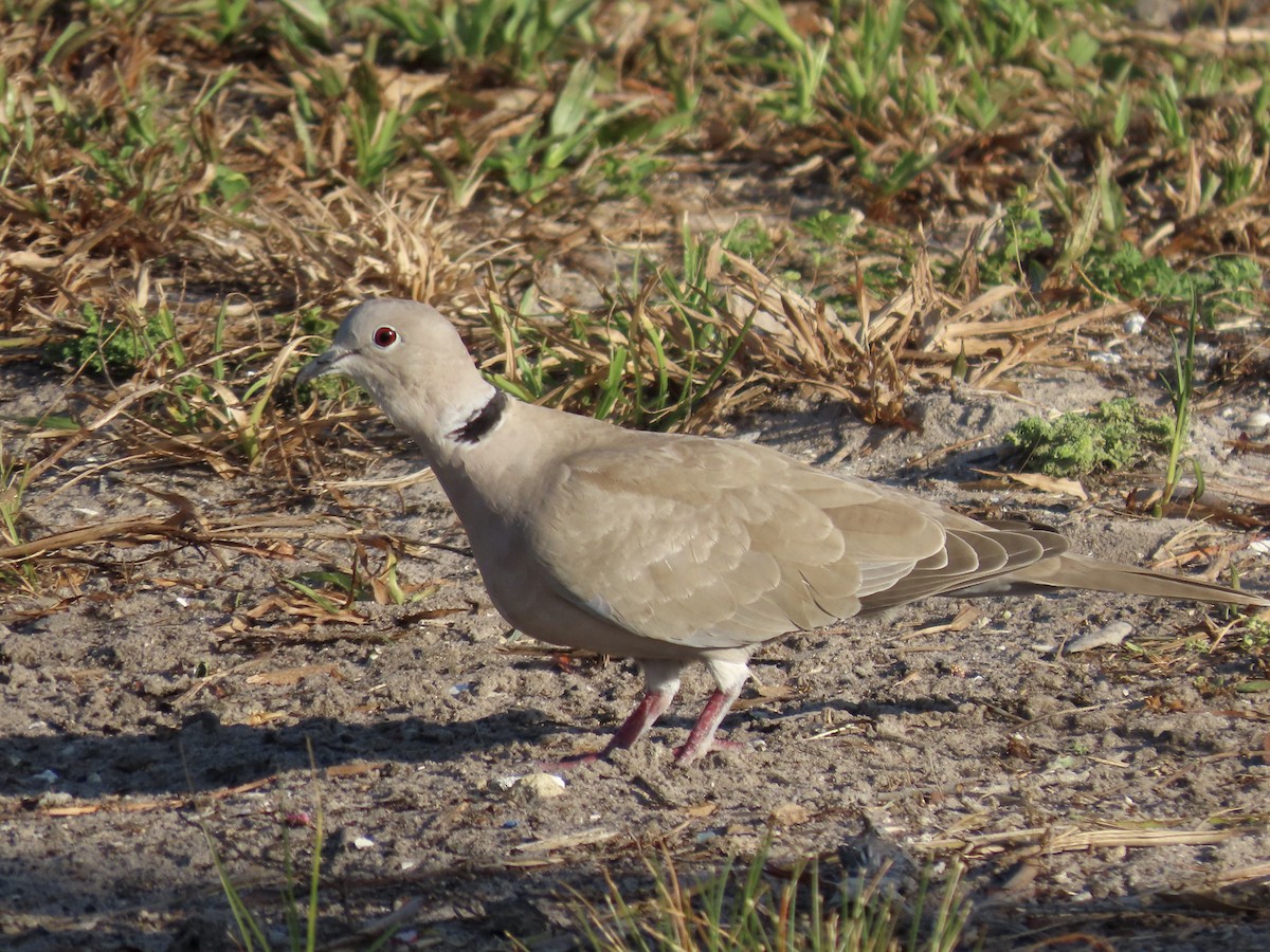 灰斑鳩 - ML620174097