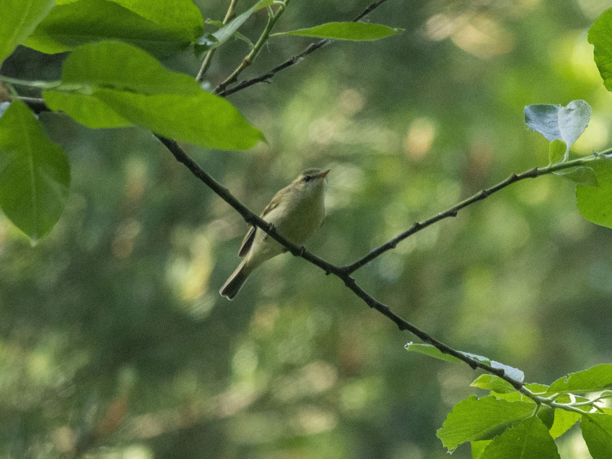 Mosquitero Verdoso (viridanus) - ML620174099