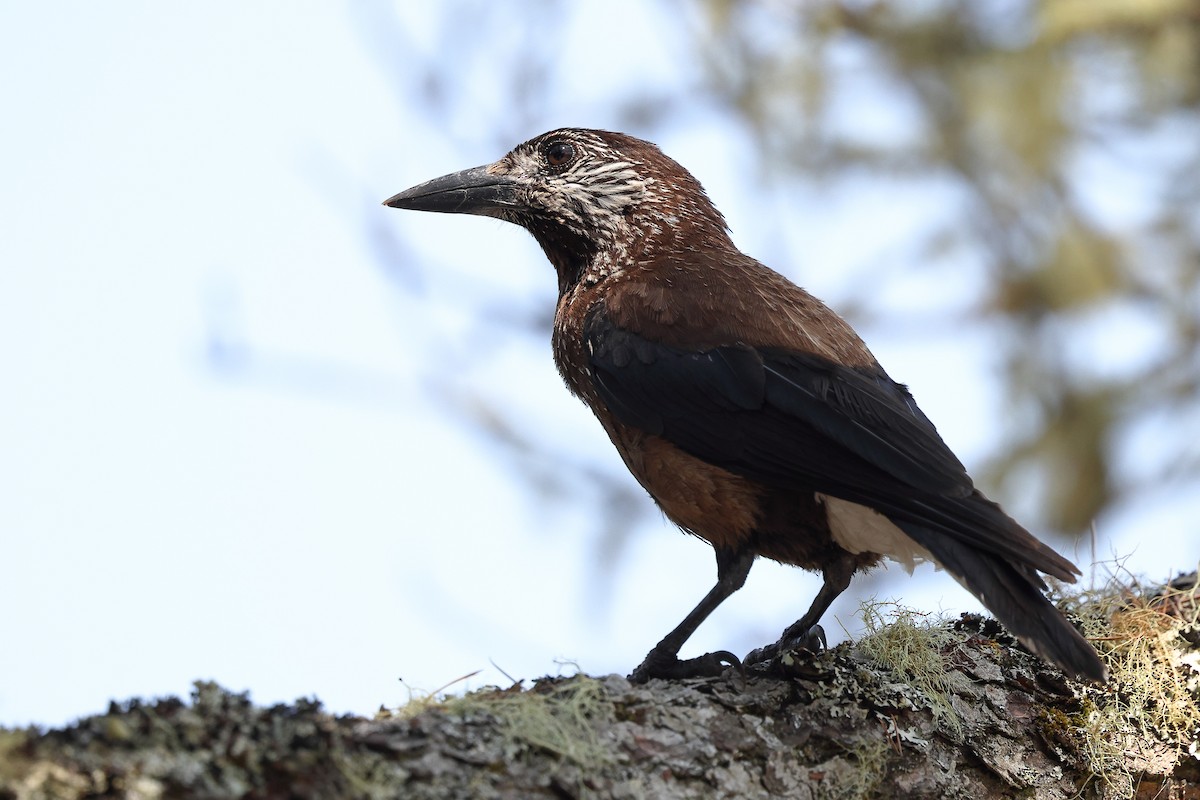 Eurasian Nutcracker (Southern) - ML620174101