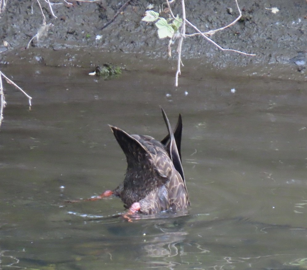 American Black Duck - ML620174118