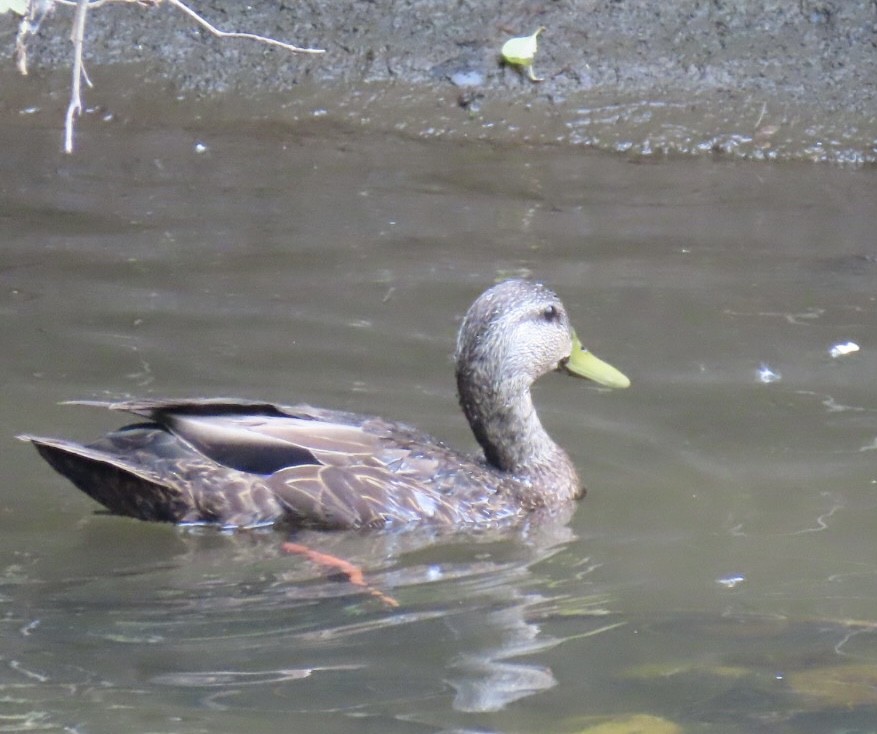 American Black Duck - ML620174119