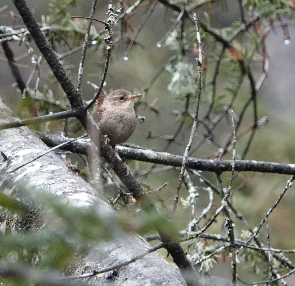 Winter Wren - ML620174121