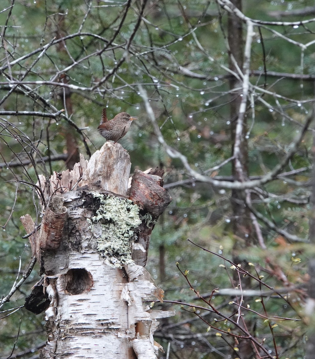 Winter Wren - Nancy Henke