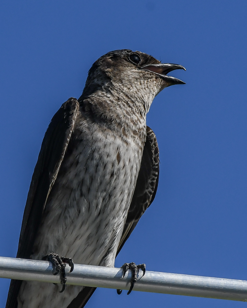 Purple Martin - ML620174138