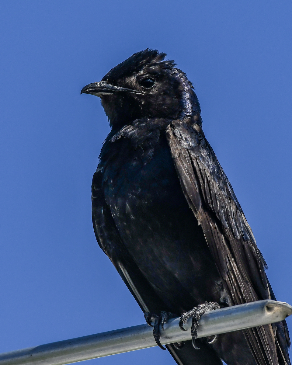 Purple Martin - ML620174139