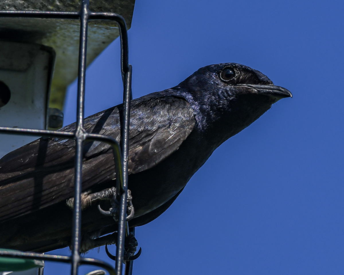 Purple Martin - ML620174140