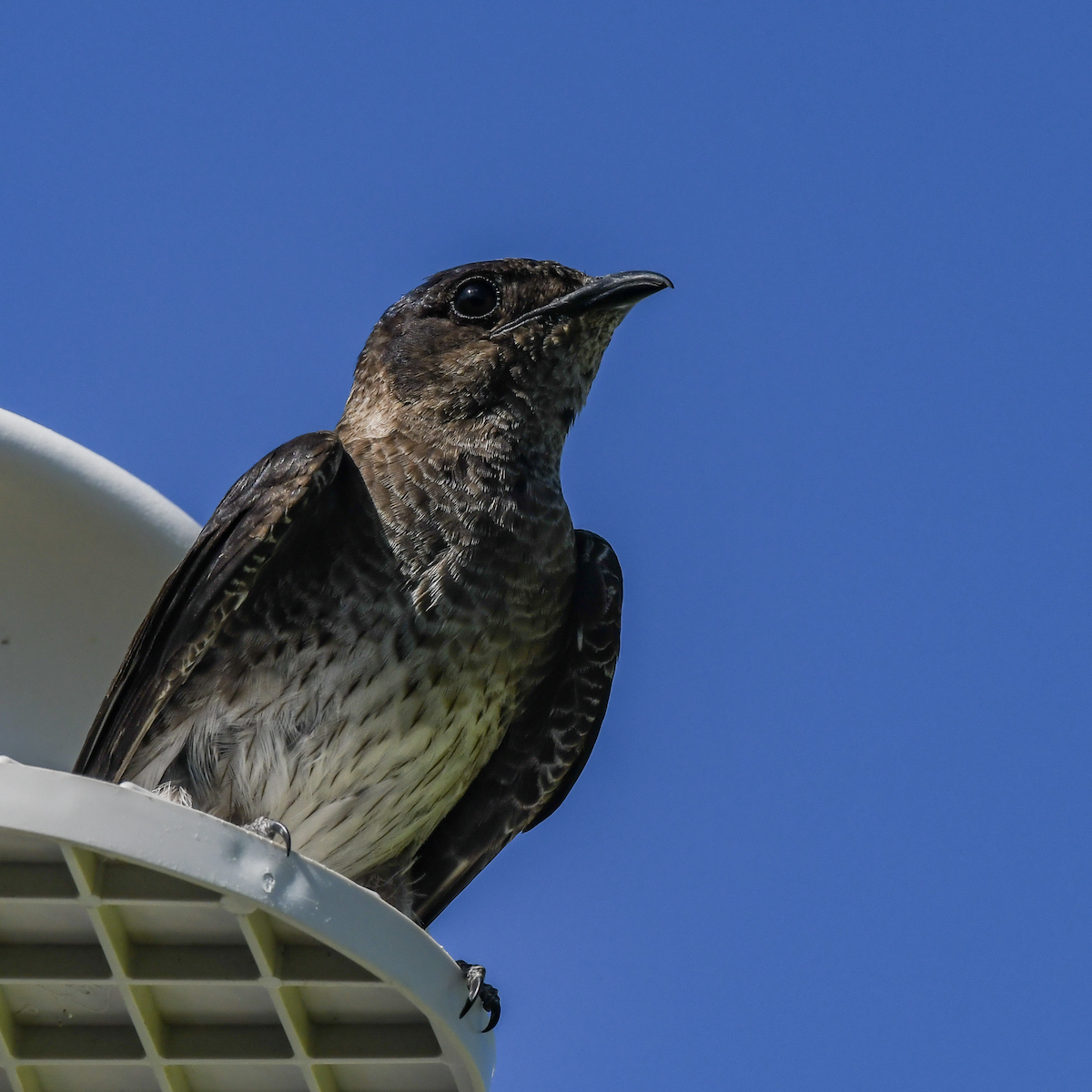 Purple Martin - ML620174142