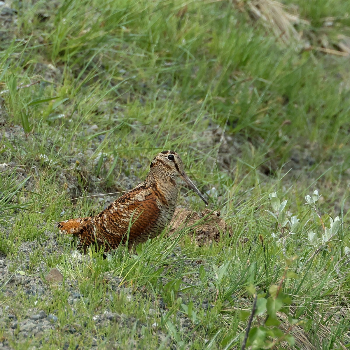 Eurasian Woodcock - ML620174152