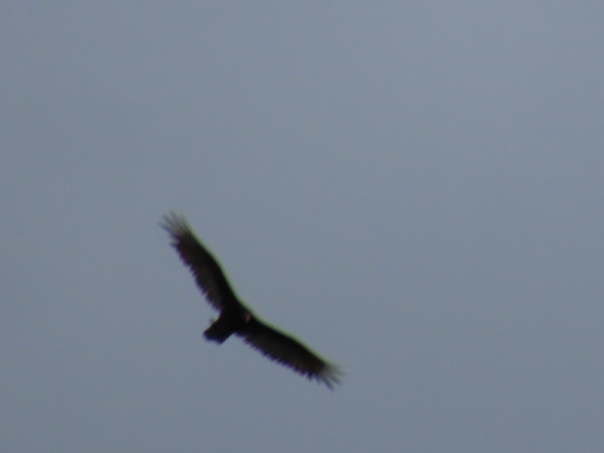 Turkey Vulture - ML620174155