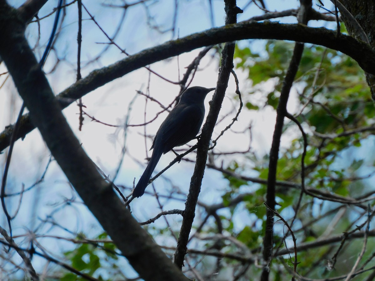 Gray Catbird - ML620174163