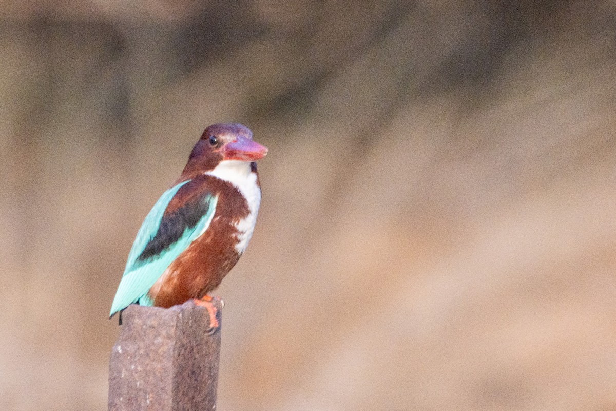 White-throated Kingfisher - ML620174164