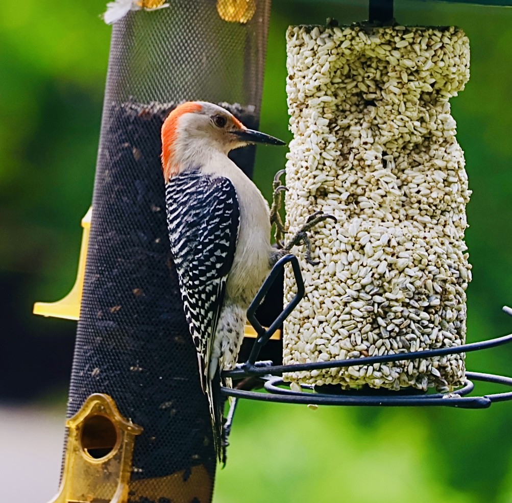 Red-bellied Woodpecker - ML620174165