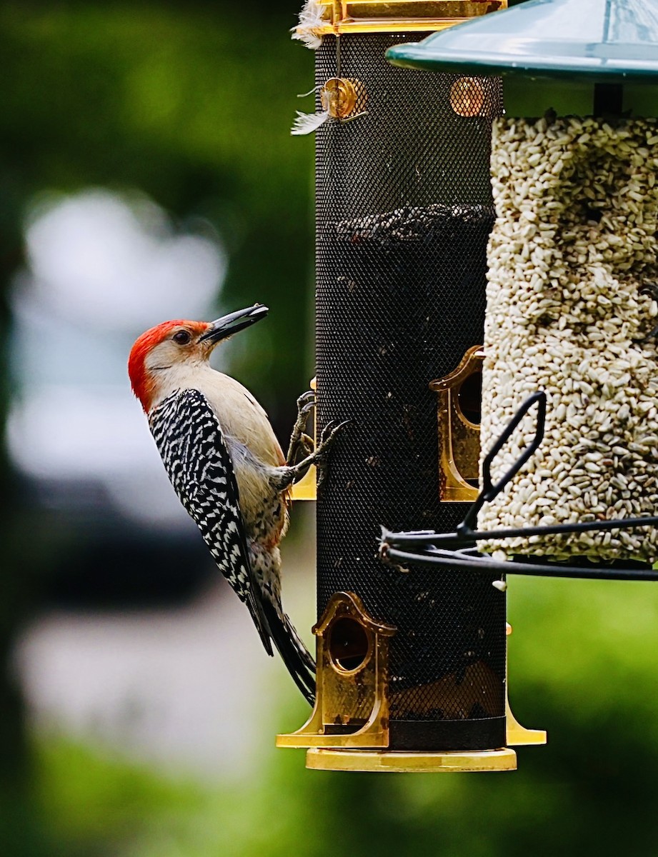 Red-bellied Woodpecker - ML620174166