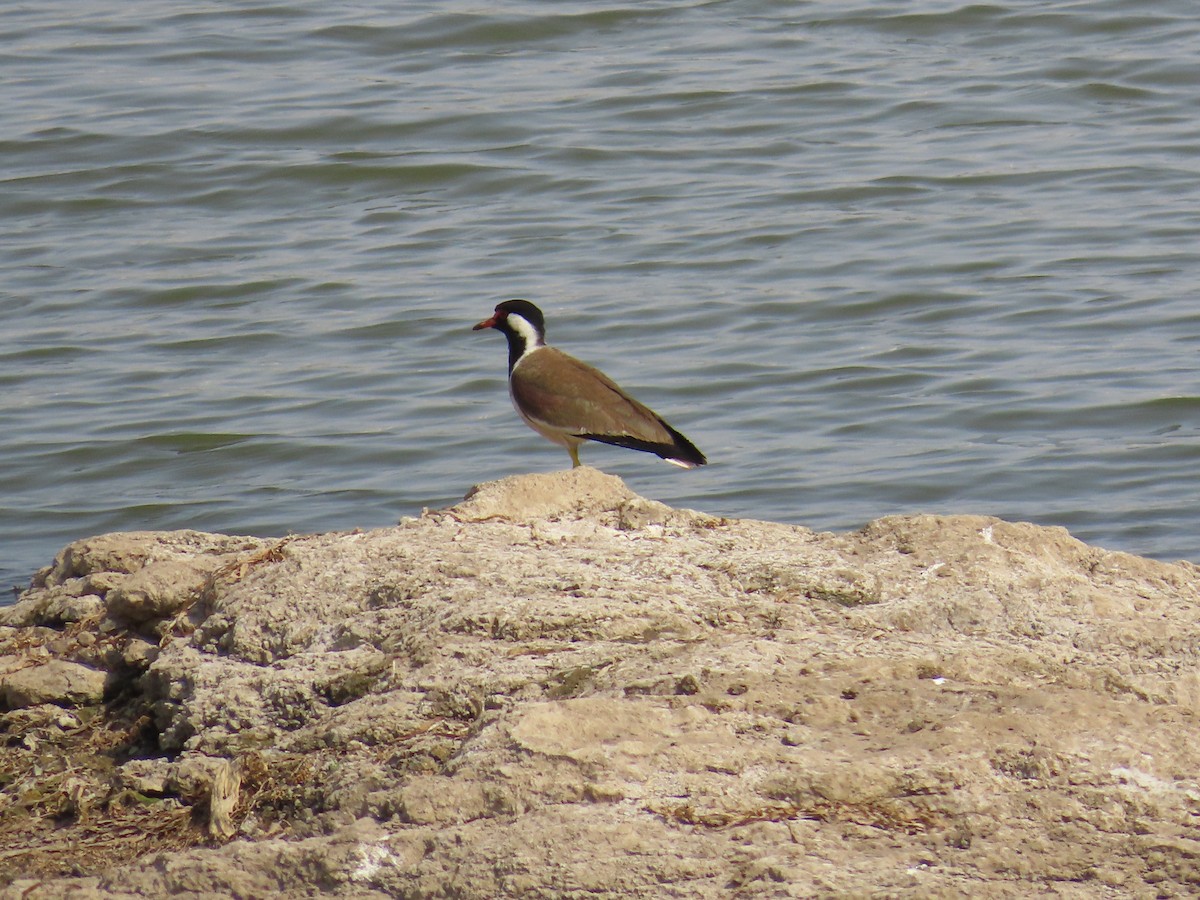 Red-wattled Lapwing - ML620174168