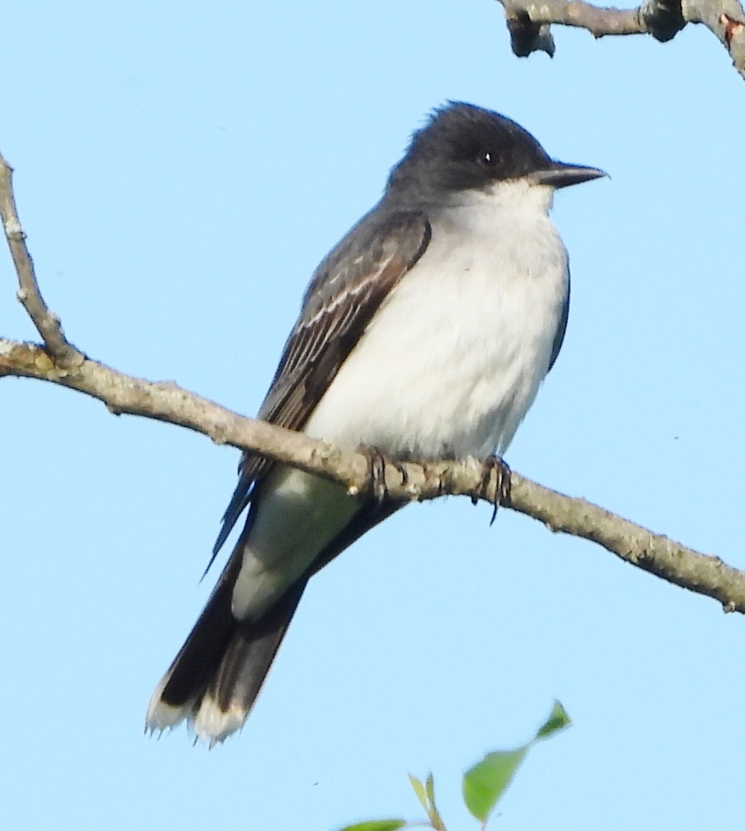 Eastern Kingbird - ML620174174