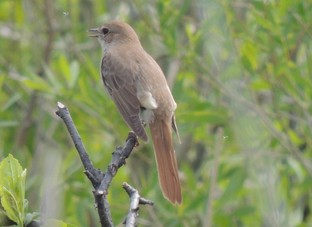 Common Nightingale (golzii) - ML620174175