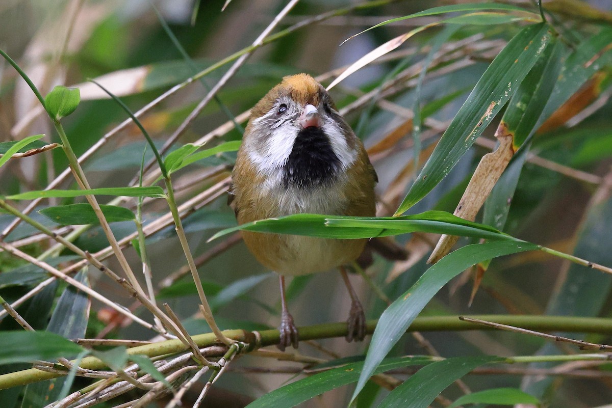 Golden Parrotbill - ML620174183