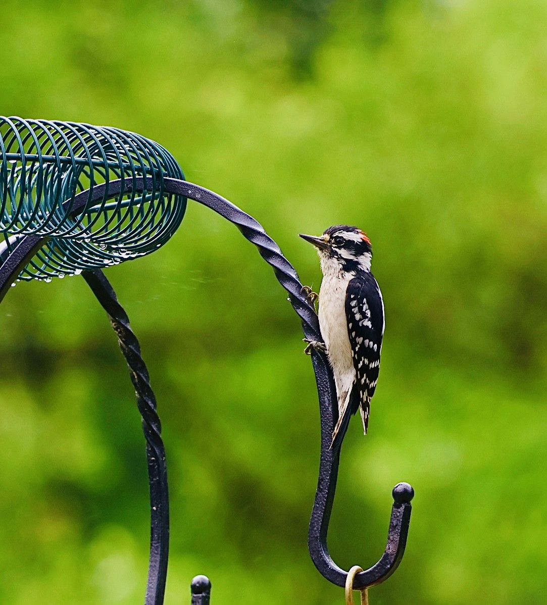 Downy Woodpecker - ML620174186