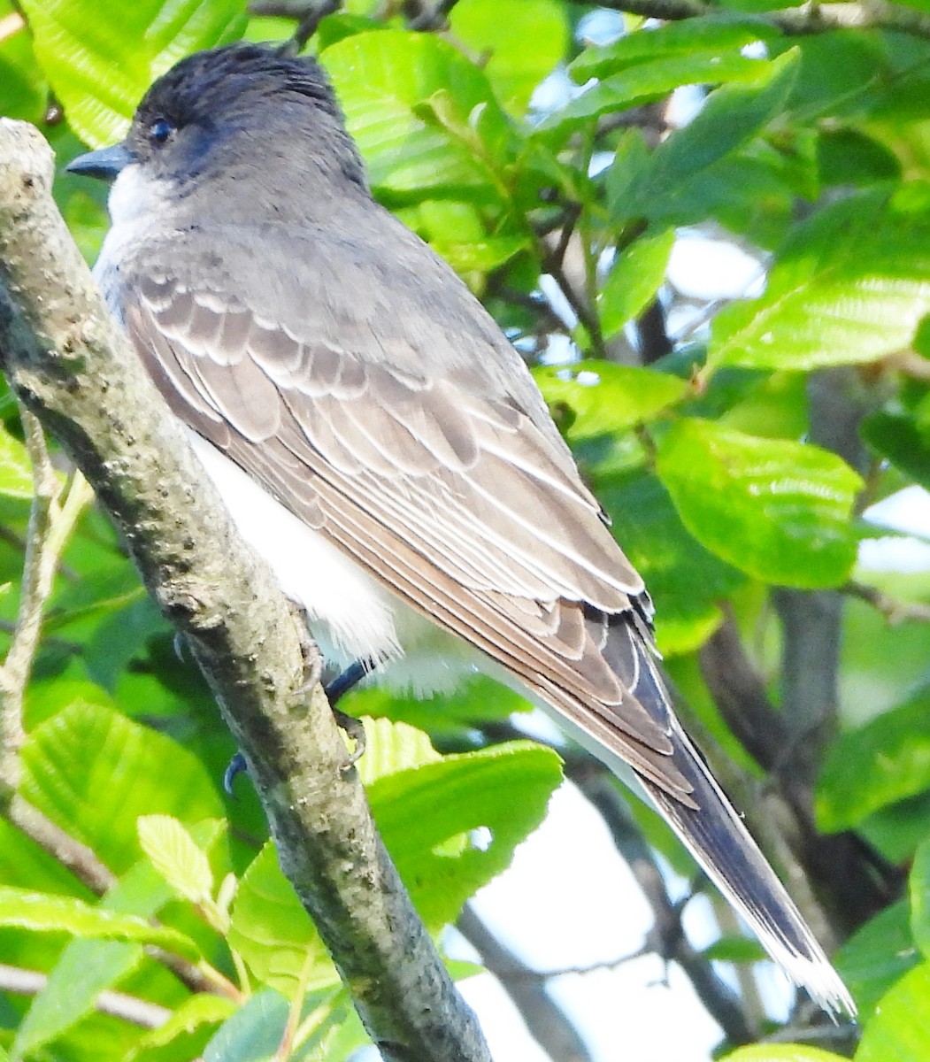 Eastern Kingbird - ML620174188