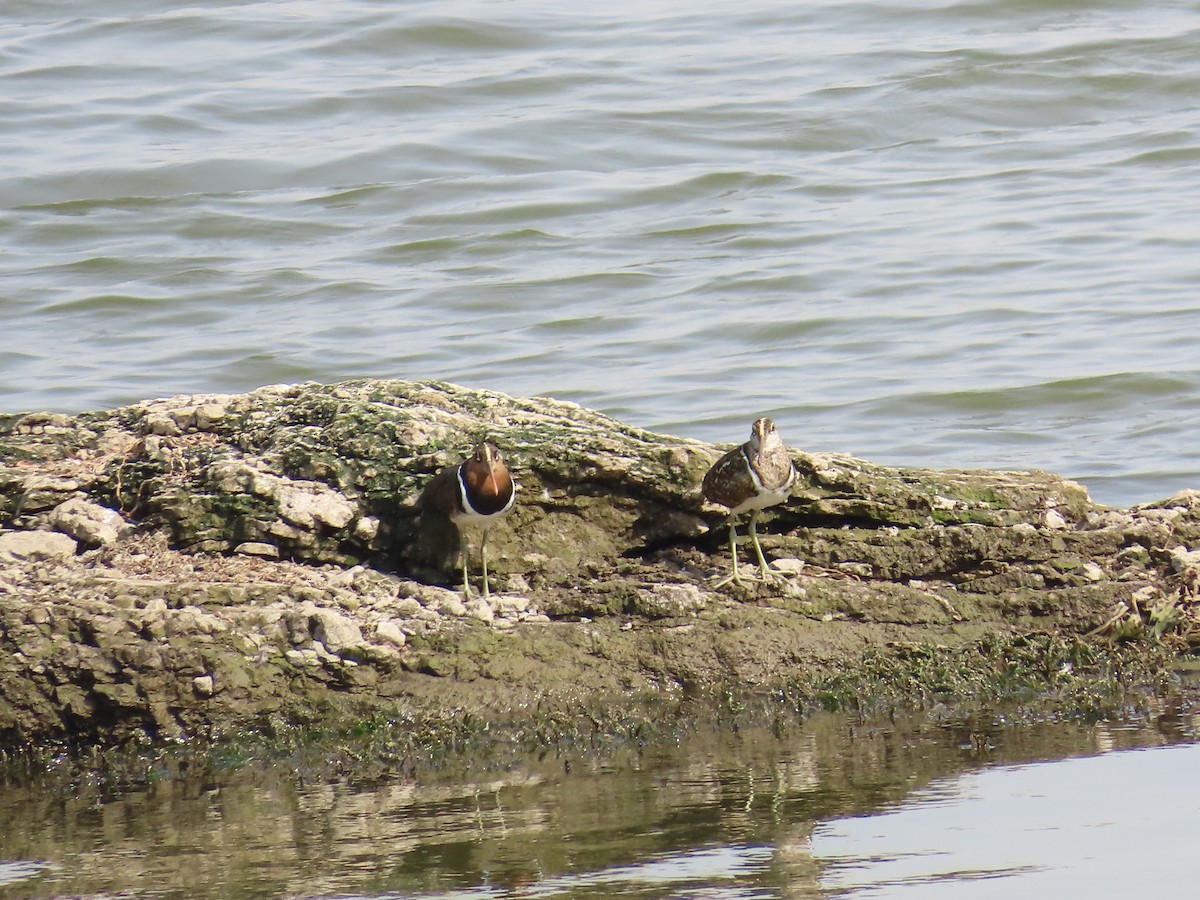 Greater Painted-Snipe - ML620174189