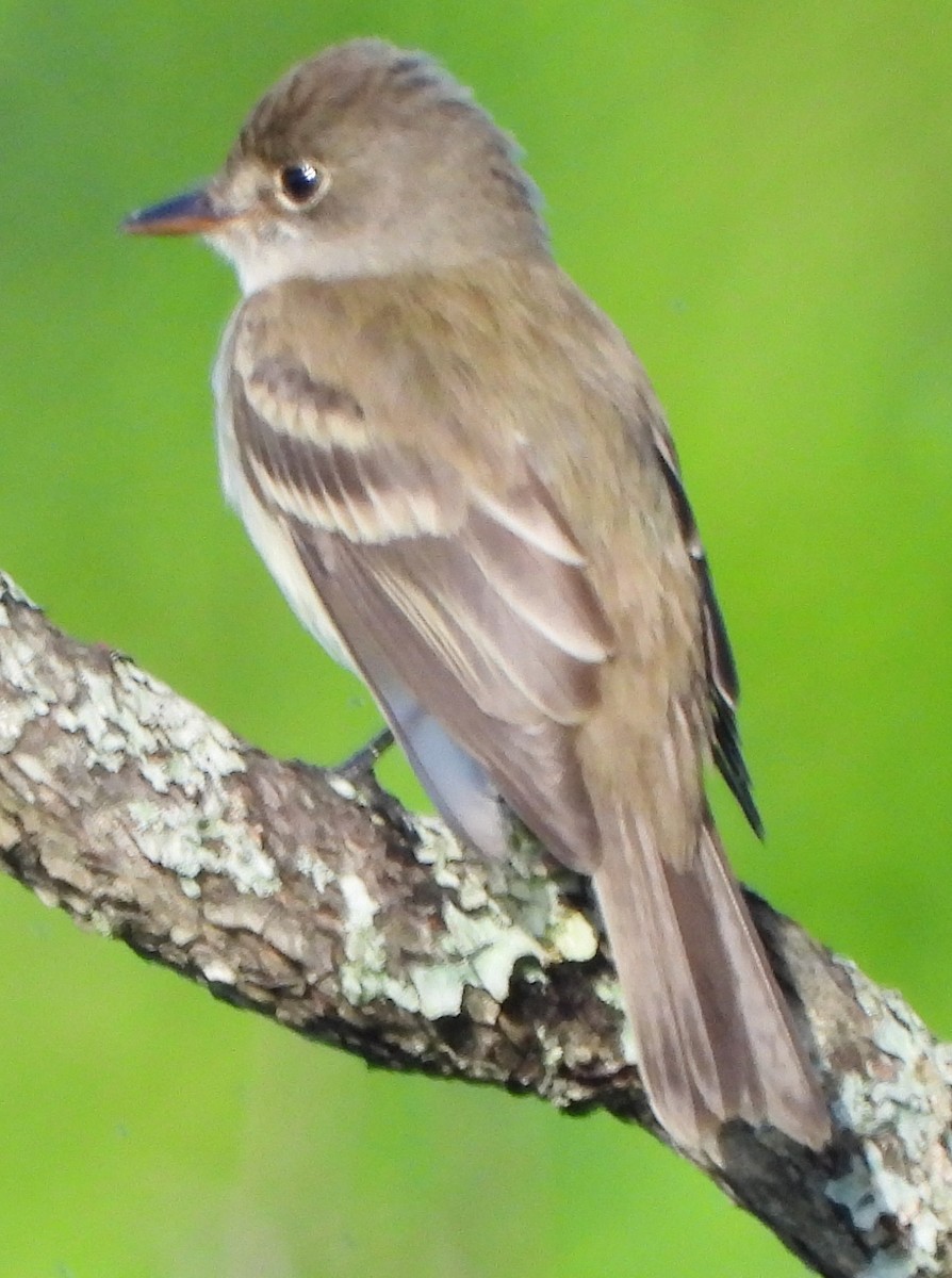 Willow Flycatcher - ML620174193