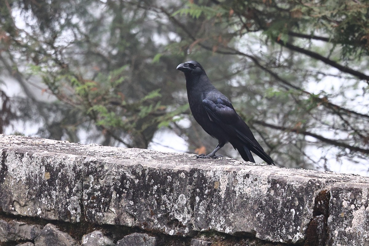Large-billed Crow (Large-billed) - ML620174195