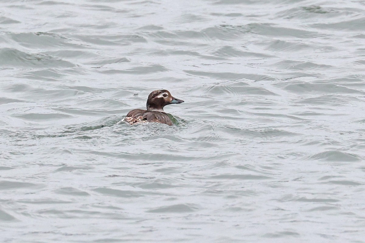Long-tailed Duck - ML620174196