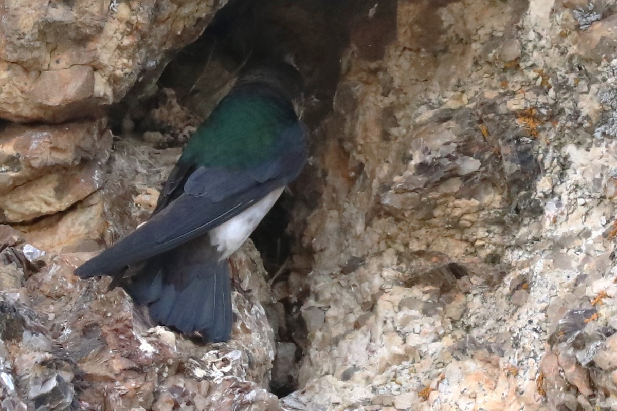 Violet-green Swallow - Karen Bonsell