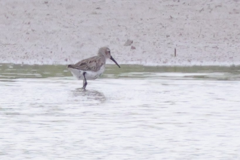 Dunlin - ML620174210